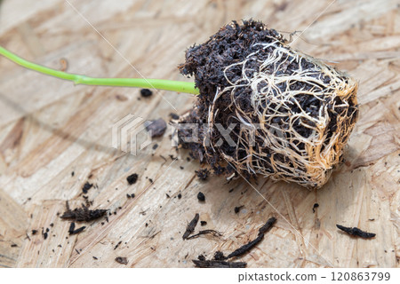 close-up of young seedling and its root ball on wooden board close-up of young seedling and its root ball on wooden board 120863799