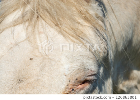 detail of a white horse grazing on pasture detail of a white horse grazing on pasture 120863801