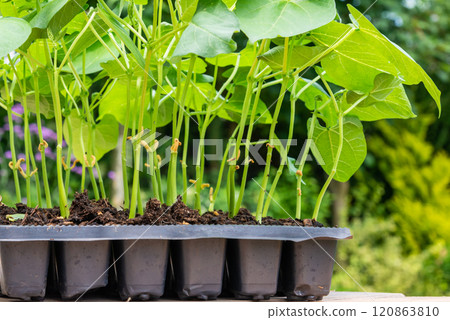 Tray with vegetable seedling on wooden work bench 120863810