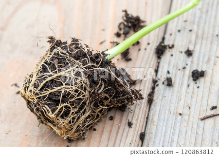 Tray with vegetable seedling on wooden work bench Tray with vegetable seedling on wooden work bench 120863812