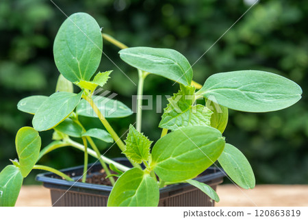 Young cucumber plants in a pot on a workbench before planting 120863819