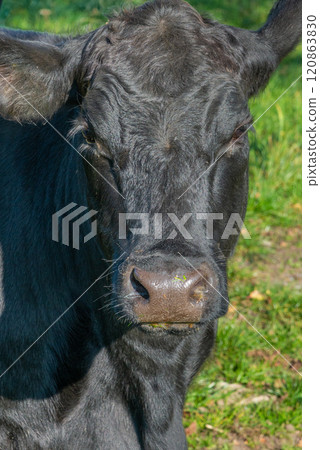 Potrait of black cow on pasture Potrait of black cow on pasture 120863830