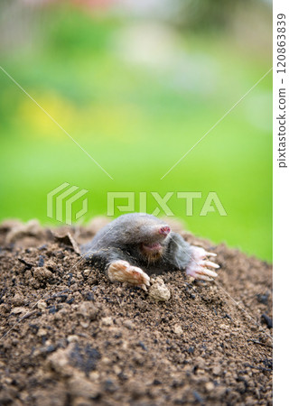 Mole crawling out of the tunnel - making damge to the lawn 120863839