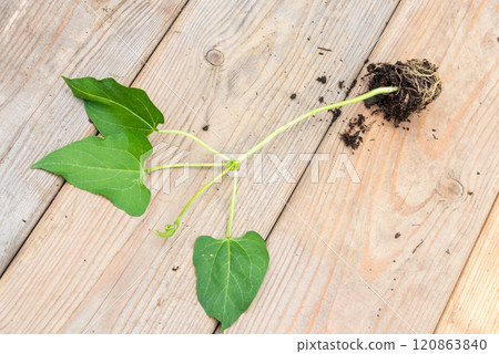 Tray with vegetable seedling on wooden work bench Tray with vegetable seedling on wooden work bench 120863840
