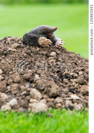 Mole crawling out of the tunnel - making damge to the lawn Mole crawling out of the tunnel - making damge to the lawn 120863841
