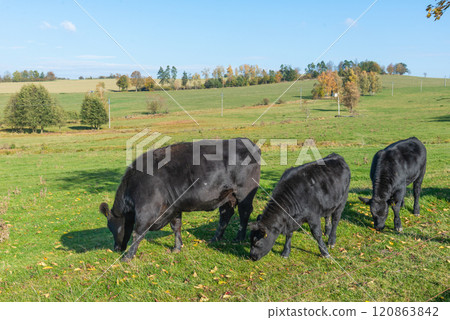 A herd of black cattle on green outdoor pasture A herd of black cattle on green outdoor pasture 120863842
