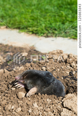 lawn destoryed by the mole 120863843
