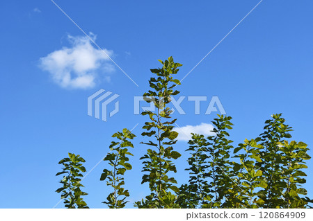 Mulberry tree (December) 120864909