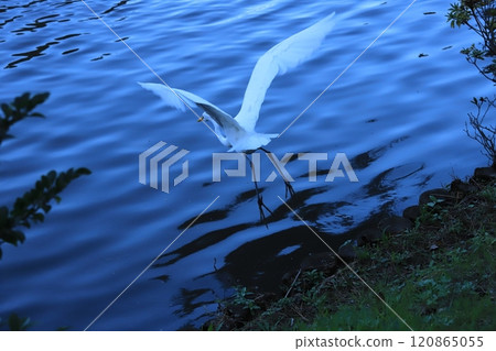 Egret taking off 120865055