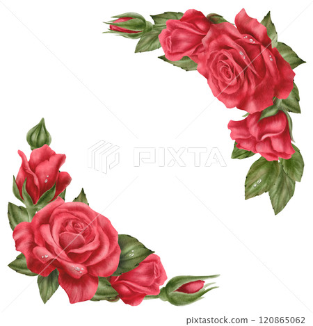 Red roses with drops,buds and leaves in a corner arrangement in realistic style in watercolor technique as a symbol of love,passion,desire.Hand-drawn illustration for cards Valentine's Day,Woman's day 120865062