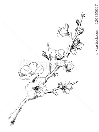 梅花線畫冬梅插畫設計裝飾材料 120865097