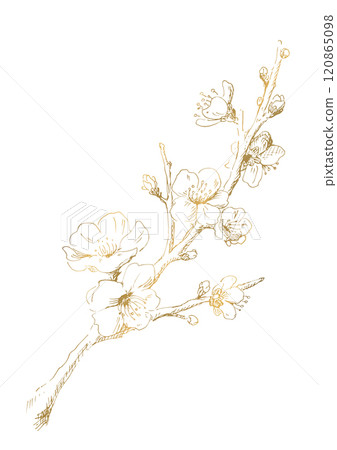 梅花線描冬梅插畫金色裝飾材質設計 120865098