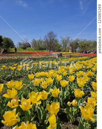 Yellow tulip Yellow tulip 120865269