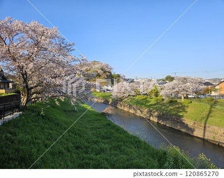 Cherry Blossoms	 120865270