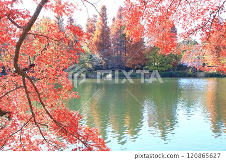 秋天的井之頭公園 秋葉 120865627