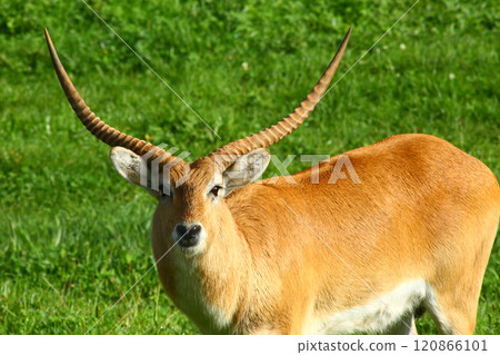 Cobo Lichi antelope, calmly resting and eating outdoors in nature 120866101