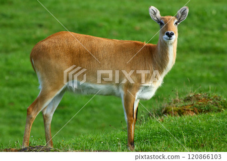 Cobo Lichi antelope, calmly resting and eating outdoors in nature 120866103