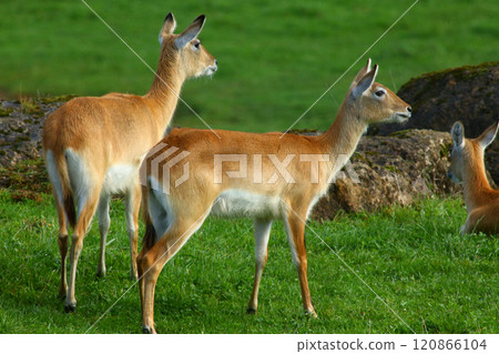 Cobo Lichi antelope, calmly resting and eating outdoors in nature 120866104