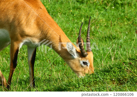 Cobo Lichi antelope, calmly resting and eating outdoors in nature 120866106