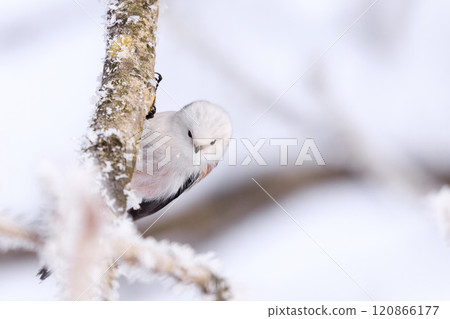 雪仙子島永在北海道千歲市仲冬森林玩耍 [1 月] 120866177