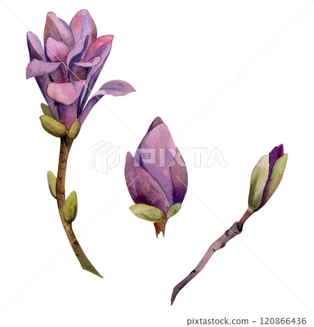 Spring flower, purple magnolia camelia tree bush buds on branch, exotic isolated botanical illustration hand drawn in watercolor. Single element object for wedding bouquet, florist shop, stationery. Spring flower, purple magnolia camelia tree bush buds on branch, exotic isolated botanical illustration hand drawn in watercolor. Single element object for wedding bouquet, florist shop, stationery. 120866436
