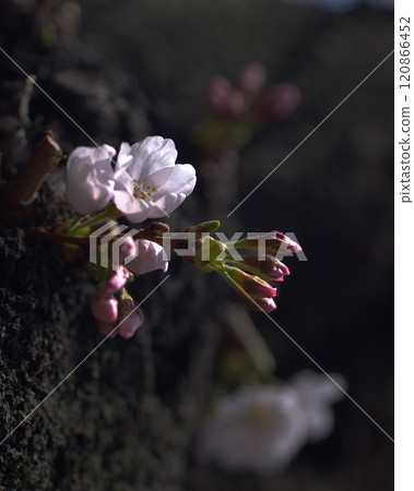 Somei Yoshino cherry blossoms blooming on the trunk of an old tree 1 120866452