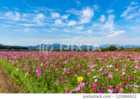 Cosmos fields at Saitobaru Burial Mounds (Saito City) Cosmos fields at Saitobaru Burial Mounds (Saito City) 120866622