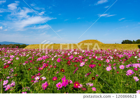 西都原古墳群的波斯菊田(西都市) 西都原古墳群的波斯菊田(西都市) 120866623