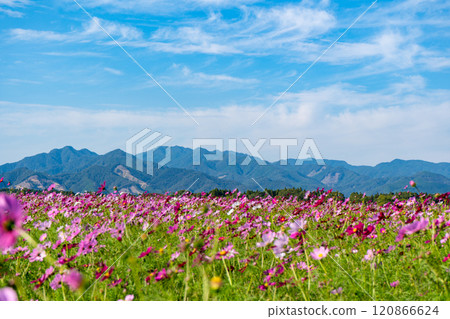 Cosmos fields at Saitobaru Burial Mounds (Saito City) Cosmos fields at Saitobaru Burial Mounds (Saito City) 120866624