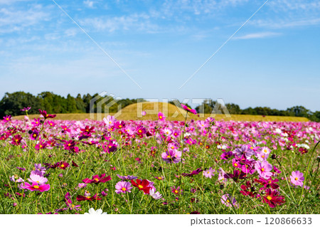 西都原古墳群的波斯菊田(西都市) 西都原古墳群的波斯菊田(西都市) 120866633
