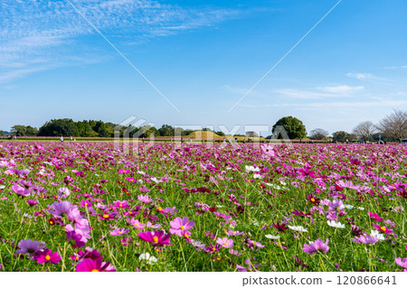 Cosmos fields at Saitobaru Burial Mounds (Saito City) 120866641
