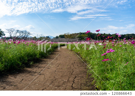Cosmos fields at Saitobaru Burial Mounds (Saito City) 120866643