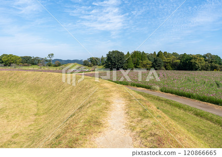 西都原古墳群的波斯菊田(西都市) 西都原古墳群的波斯菊田(西都市) 120866665