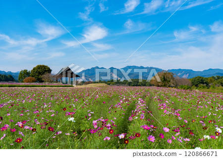 西都原古墳群的波斯菊田(西都市) 西都原古墳群的波斯菊田(西都市) 120866671