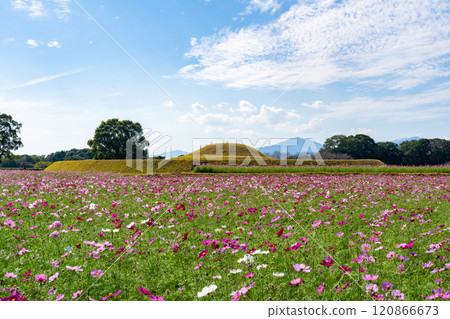 Cosmos fields at Saitobaru Burial Mounds (Saito City) 120866673