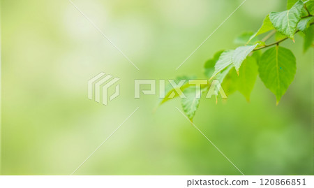 Blurry abstract green nature background with soft gradients of green shades, smooth transition, fresh and calming atmosphere, evokes feelings of tranquility, peaceful environment, natural greenery Blurry abstract green nature background with soft gradients of green shades, smooth transition, fresh and calming atmosphere, evokes feelings of tranquility, peaceful environment, natural greenery 120866851