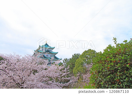愛知縣名古屋市櫻花盛開和名古屋城的景色 愛知縣名古屋市櫻花盛開和名古屋城的景色 120867110