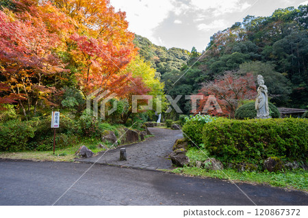 Autumn leaves at Kannontaki Park (Satsuma Town) 120867372