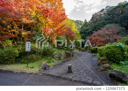 觀音瀑佈公園（薩摩町）的紅葉景觀 120867373
