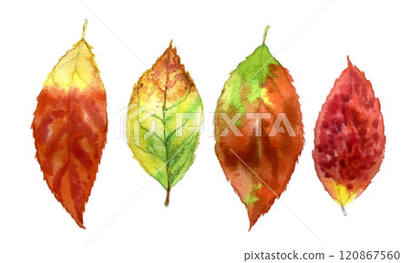 Autumn leaves painted in watercolor 120867560