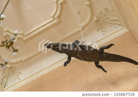 A stuffed crocodile on display at the town hall in Nimes, southern France A stuffed crocodile on display at the town hall in Nimes, southern France 120867726