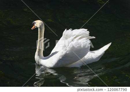 Swans in Fontaine Gardens, Nimes, Southern France Swans in Fontaine Gardens, Nimes, Southern France 120867790