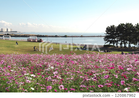 葛西臨海公園波斯菊盛開的景色 葛西臨海公園波斯菊盛開的景色 120867902