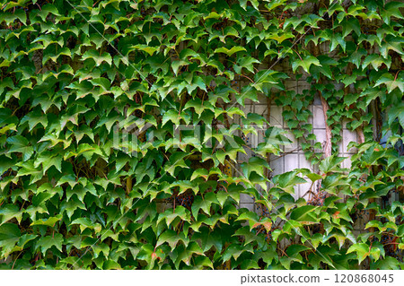 Thickets of decorative ivy on the wall of a residential building 120868045