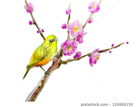 一隻白眼鳥棲息在用色鉛筆畫的紅梅樹枝上 120868150
