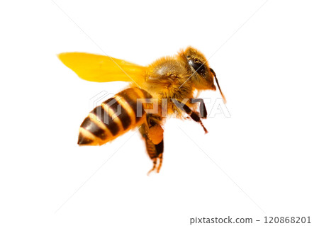 a stunning bee is flying, isolated on transparent background, macro, incredible pollinator - a stunning bee is flying, isolated on transparent background, macro, incredible pollinator a stunning bee is flying, isolated on transparent background, macro, incredible pollinator - a stunning bee is flying, isolated on transparent background, macro, incredible pollinator 120868201