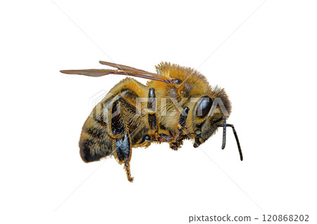 a stunning bee is flying, isolated on transparent background, macro, incredible pollinator - a stunning bee is flying, isolated on transparent background, macro, incredible pollinator 120868202
