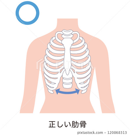 開放式肋骨 封閉式肋骨 開放式肋骨 封閉式肋骨 120868313