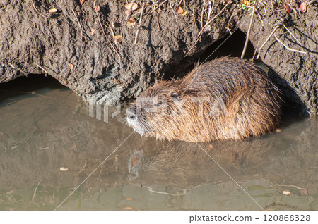 Nutria 120868328