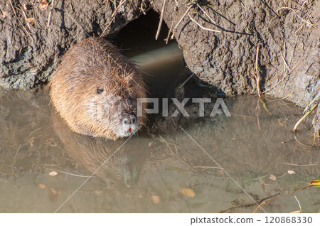 Nutria 120868330